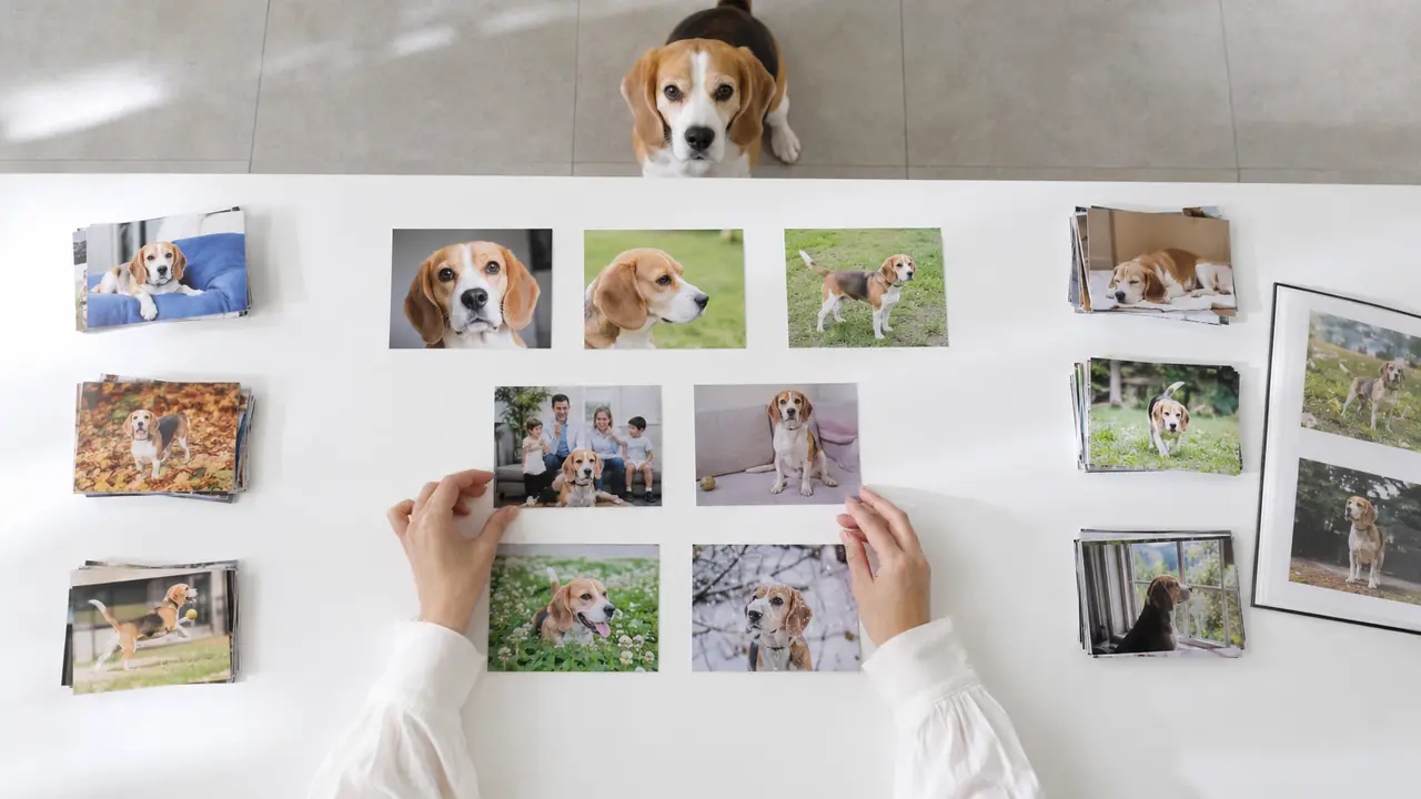 ビーグルの写真を正面、全身、日常の様子など、用途ごとに整理する手元