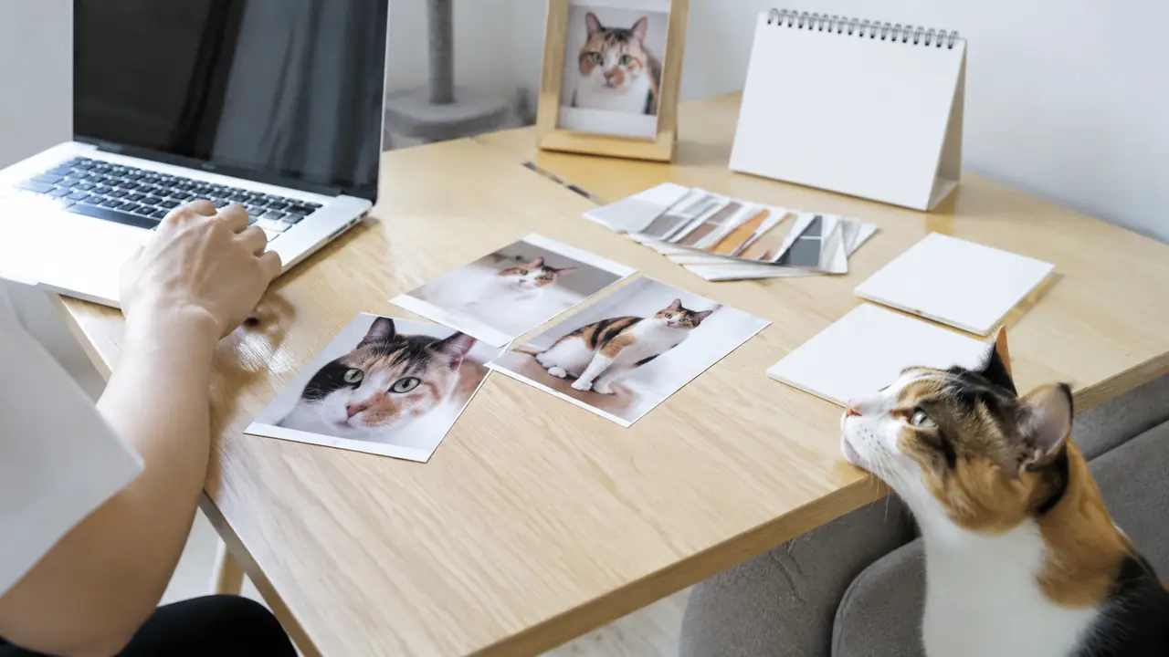 三毛猫の写真や色見本をそろえて作品の依頼内容を入力する飼い主