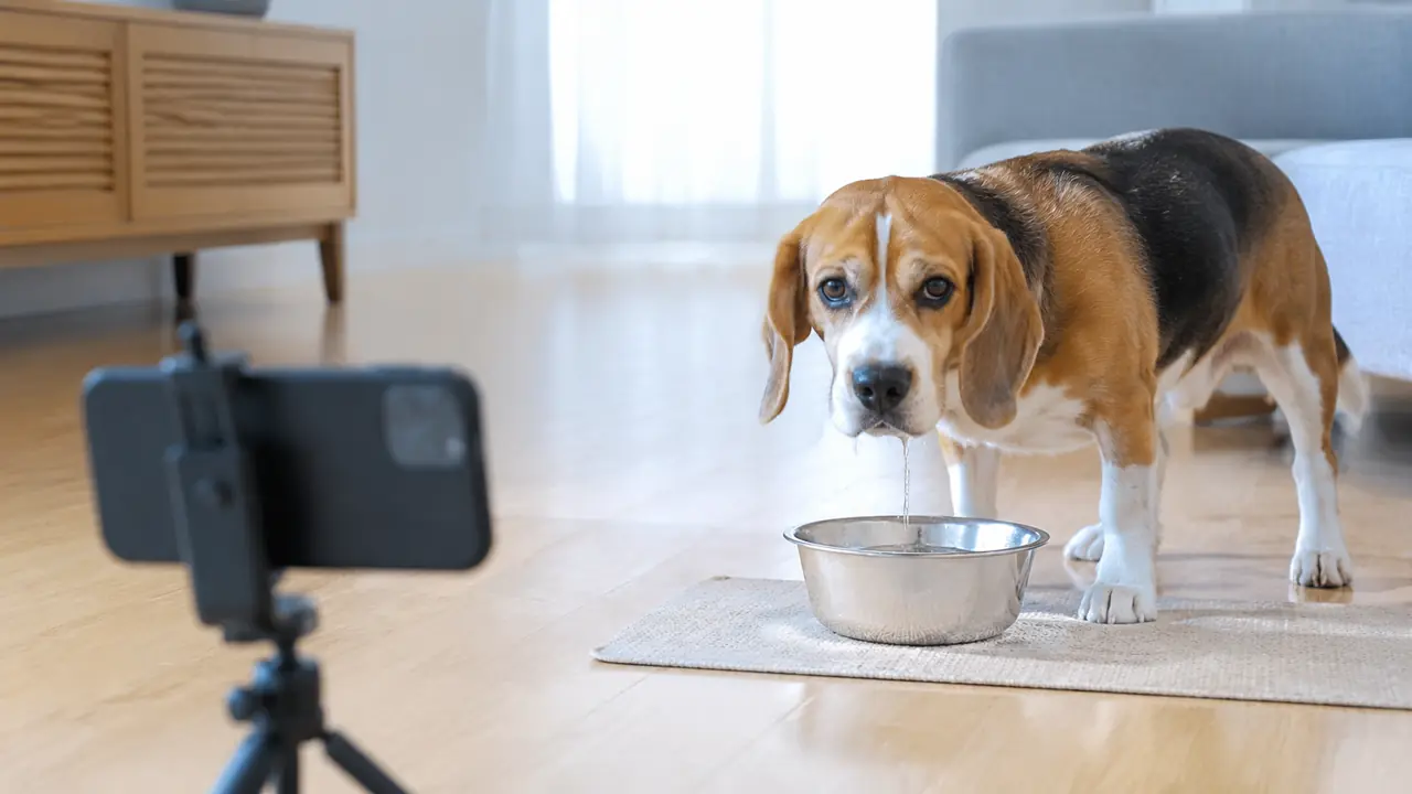 低い位置に固定したスマートフォンで、水を飲むビーグル犬の日常動画を撮っている様子