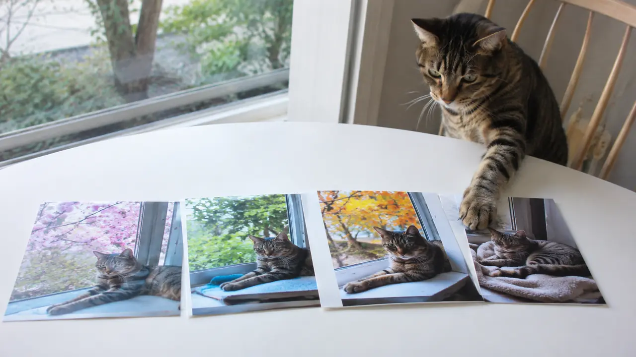 春夏秋冬の自然な日常写真を並べ、そのうちの一枚に前足を伸ばすキジトラ猫